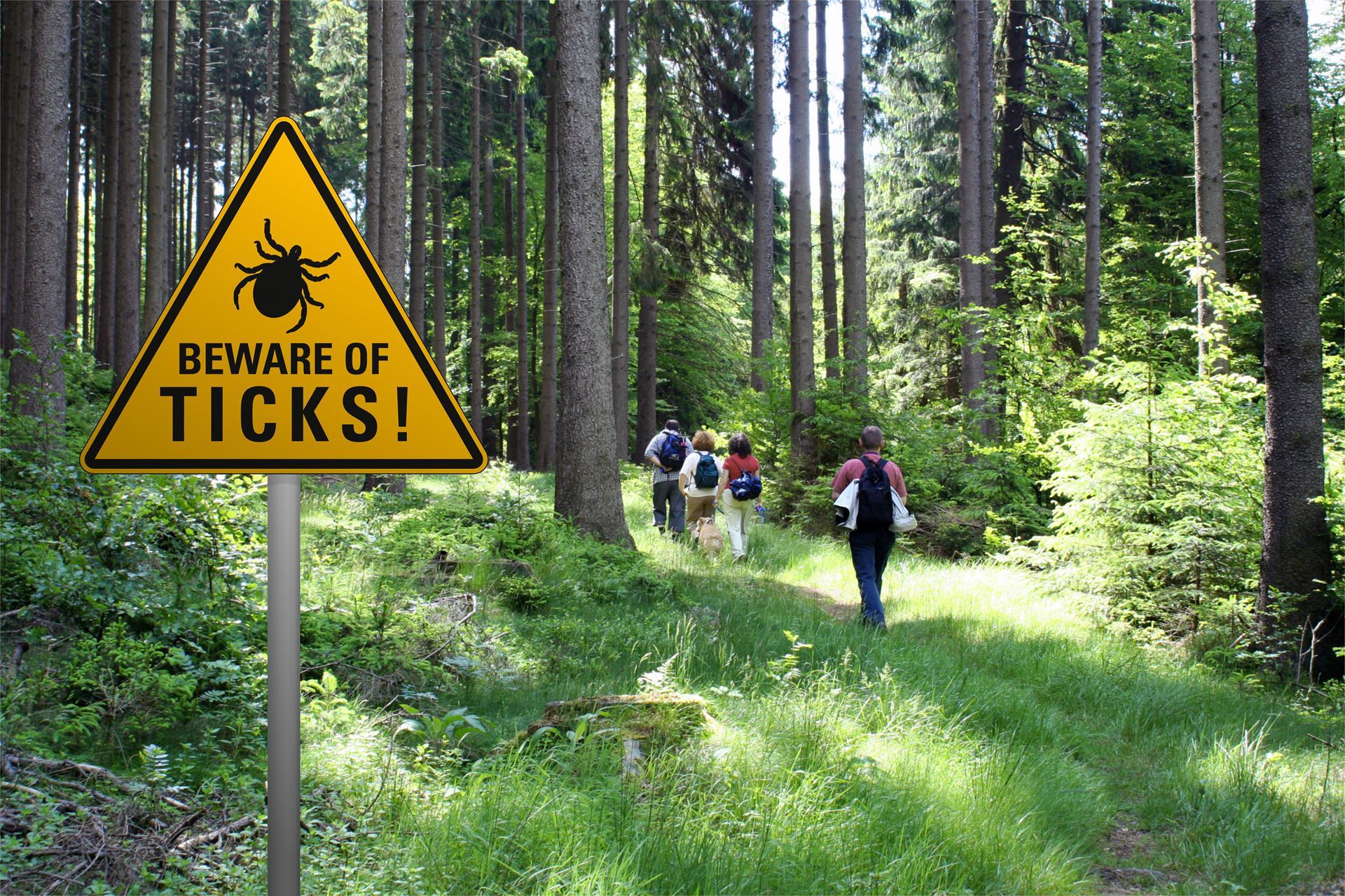 Walking in a forest with a risk of ticks - an IC blog