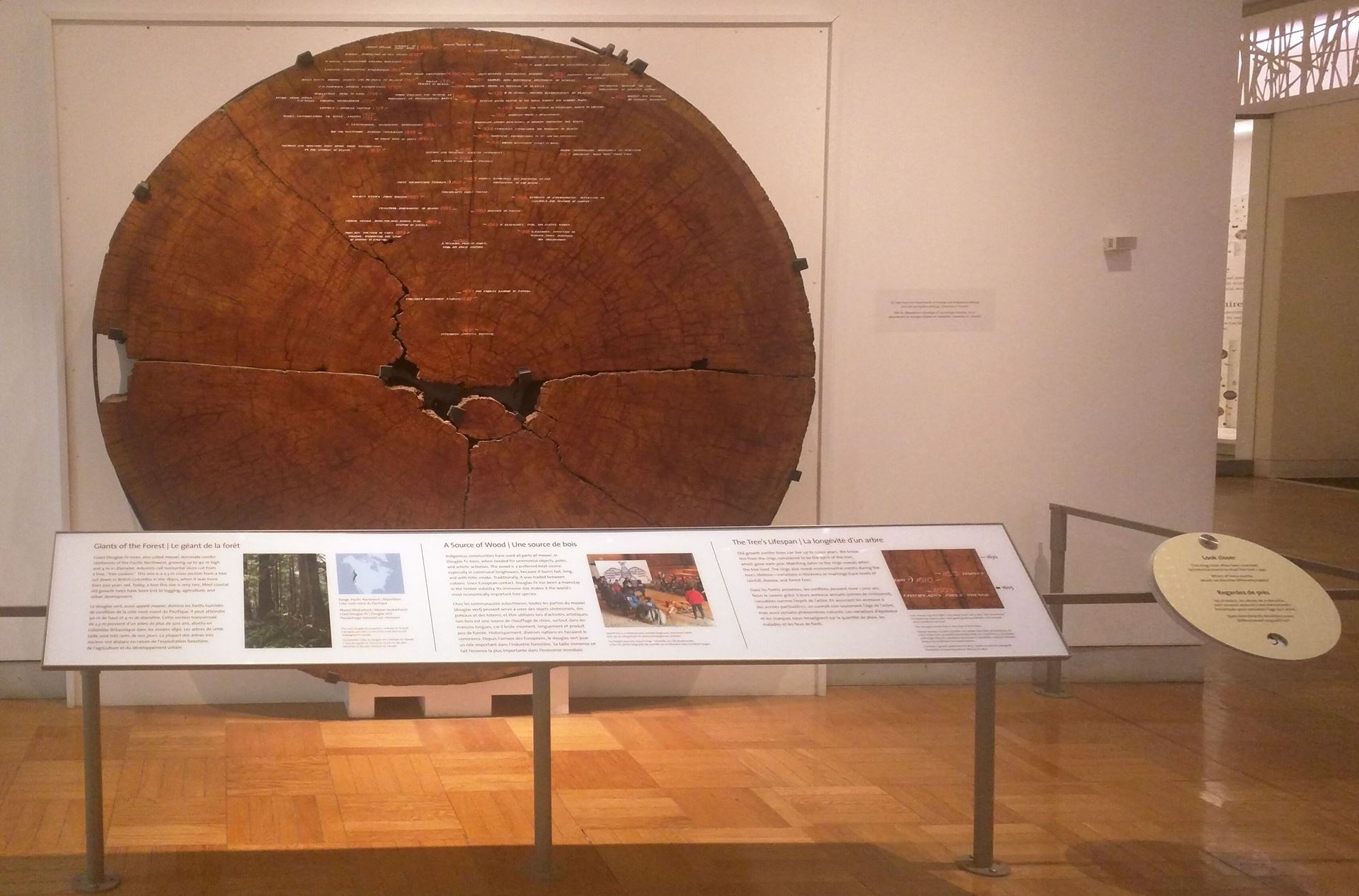 Tree cookie on display at Royal Ontario Museum - an IC blog